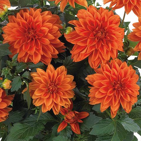 Photo de variété de fleurs à utiliser comme: Pot et Plante à massif Dahlia Dahlinova Hypnotica® fides® Orange