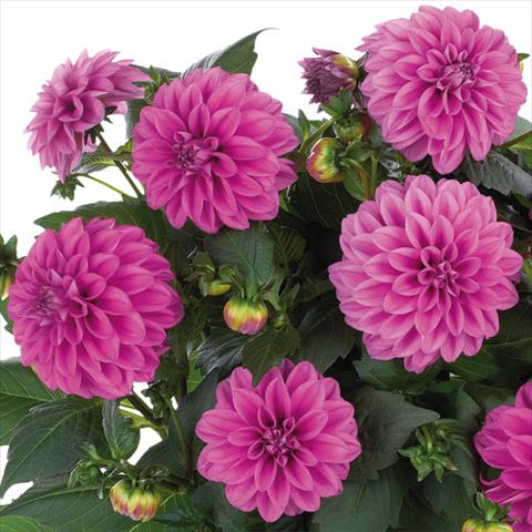 Photo de variété de fleurs à utiliser comme: Pot et Plante à massif Dahlia Dahlinova Hypnotica® fides® Pink