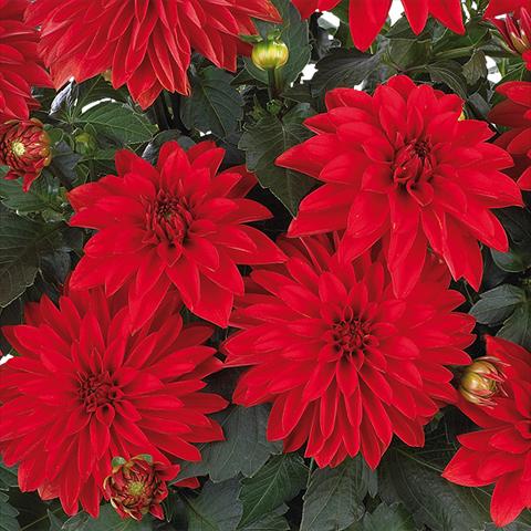 Photo de variété de fleurs à utiliser comme: Pot et Plante à massif Dahlia Dahlinova Hypnotica® fides® Red