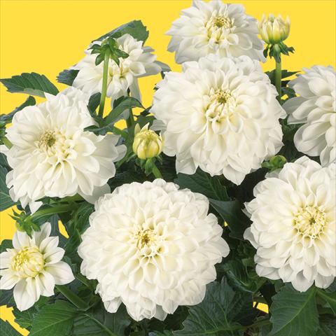 Photo de variété de fleurs à utiliser comme: Pot et Plante à massif Dahlia Dahlinova Hypnotica® fides® White