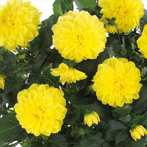 Photo de variété de fleurs à utiliser comme: Pot et Plante à massif Dahlia Dahlinova Hypnotica® fides® Yellow