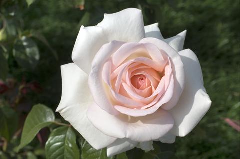Photo de variété de fleurs à utiliser comme: Plante à massif/ plante de bordure Rosa Tea Prince Jardinier®