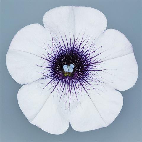 Photo de variété de fleurs à utiliser comme: Pot, Plante à massif, patio, Suspension Petunia pendula Surfinia® mnp® Blue Vein