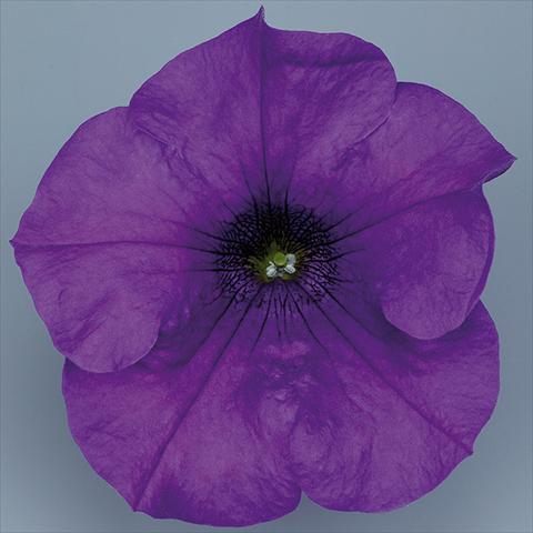 Photo de variété de fleurs à utiliser comme: Pot, Plante à massif, patio, Suspension Petunia pendula Surfinia® mnp® Giant Blue