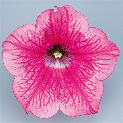 Photo de variété de fleurs à utiliser comme: Pot, Plante à massif, patio, Suspension Petunia pendula Surfinia® mnp® Hot Pink