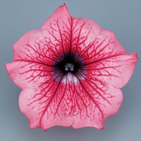 Photo de variété de fleurs à utiliser comme: Pot, Plante à massif, patio, Suspension Petunia pendula Surfinia® mnp® Hot Red