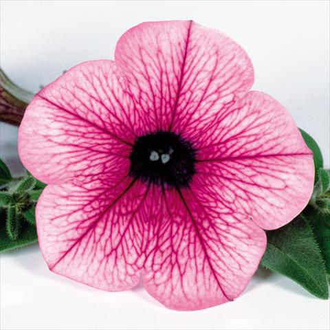 Photo de variété de fleurs à utiliser comme: Pot, Plante à massif, patio, Suspension Petunia pendula Surfinia® mnp® Pink Vein 2006