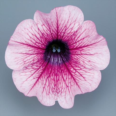 Photo de variété de fleurs à utiliser comme: Pot, Plante à massif, patio, Suspension Petunia pendula Surfinia® mnp® Rose Vein