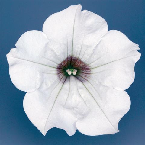 Photo de variété de fleurs à utiliser comme: Pot, Plante à massif, patio, Suspension Petunia pendula Surfinia® mnp® White