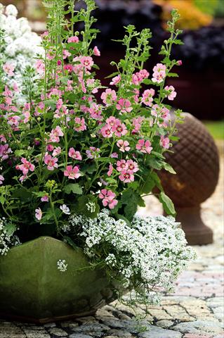 Photo de variété de fleurs à utiliser comme: Pot, Plante à massif, patio Anisondonthea Lady in Pink