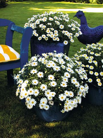Photo de variété de fleurs à utiliser comme: Pot, Plante à massif, patio Argyranthemum frutescens Polly