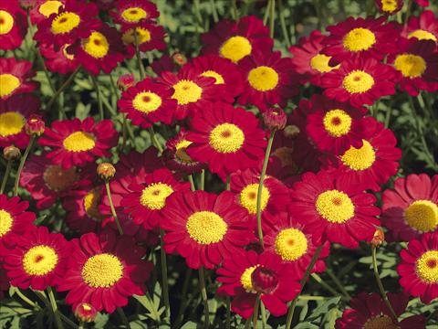 Photo de variété de fleurs à utiliser comme: Pot et Plante à massif Argyranthemum frutescens Starlight® Red PLA®