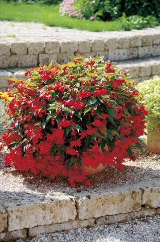 Photo de variété de fleurs à utiliser comme: Patio, Suspension Begonia Belleconia™ Red
