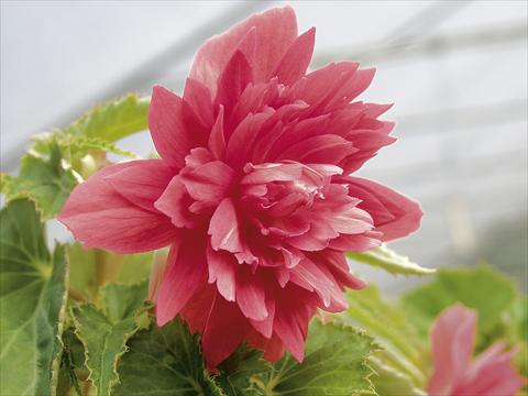 Photo de variété de fleurs à utiliser comme: Patio, Suspension Begonia Belleconia™ Rose