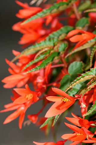 Photo de variété de fleurs à utiliser comme: Patio, Suspension Begonia PW Summerwings™ Orange