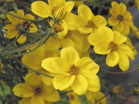 Photo de variété de fleurs à utiliser comme: Patio, Plante à massif Bidens ferulifolia Peters Goldrush