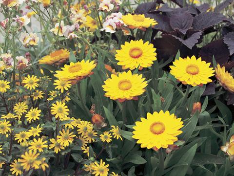 Photo de variété de fleurs à utiliser comme: Pot et Plante à massif Helichrysum (Bracteantha) Sundaze™ Gold
