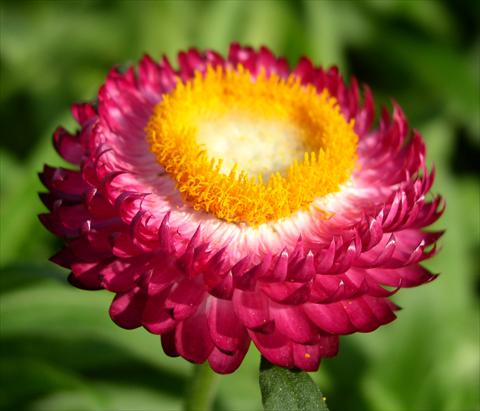 Photo de variété de fleurs à utiliser comme: Pot et Plante à massif Helichrysum (Bracteantha) Sundaze™ Magenta