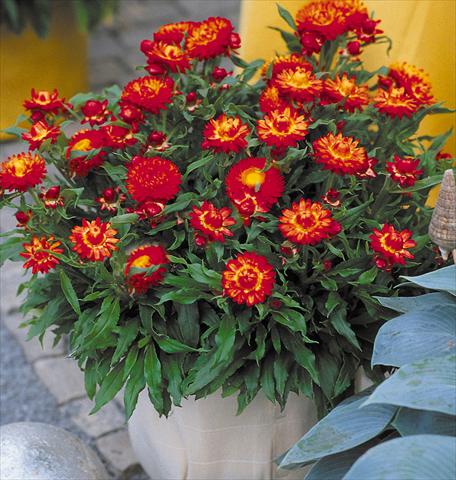 Photo de variété de fleurs à utiliser comme: Pot et Plante à massif Helichrysum (Bracteantha) Sundaze™ New Red
