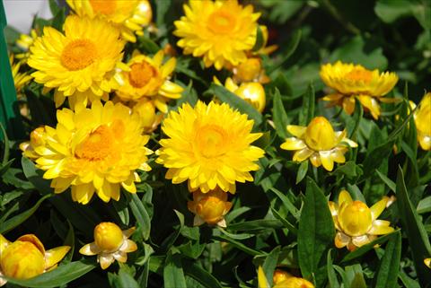 Photo de variété de fleurs à utiliser comme: Pot et Plante à massif Helichrysum (Bracteantha) Sundaze™ Totally Yellow