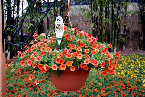 Photo de variété de fleurs à utiliser comme: Patio, pot Calibrachoa Superbells Orange