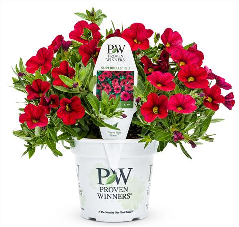 Photo de variété de fleurs à utiliser comme: Patio, pot Calibrachoa Superbells Red Devil