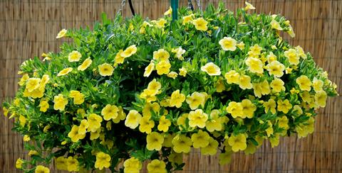 Photo de variété de fleurs à utiliser comme: Patio, pot Calibrachoa Superbells Yellow