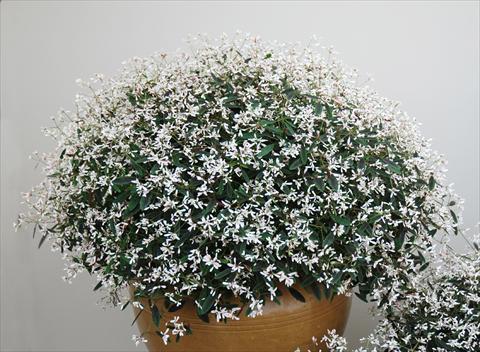 Photo de variété de fleurs à utiliser comme: Patio, pot Chameasyce hypericifolia Breathless Blush
