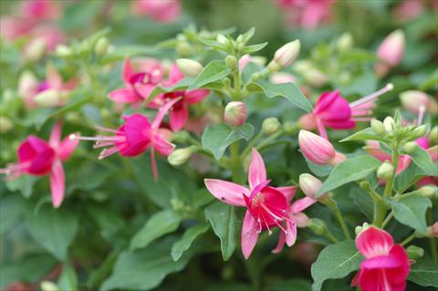 Photo de variété de fleurs à utiliser comme: Pot Fuchsia Cherry