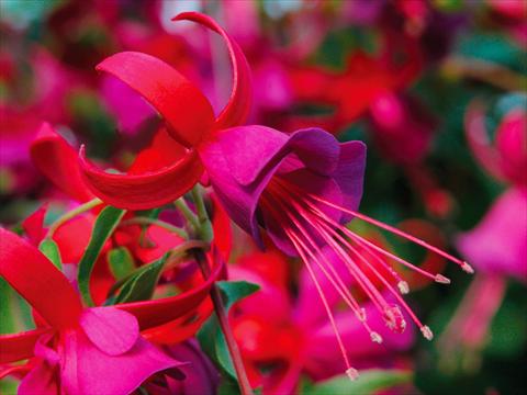 Photo de variété de fleurs à utiliser comme: Pot Fuchsia Shadowdancer™ Marcia