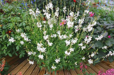 Photo de variété de fleurs à utiliser comme: Pot et Plante à massif Gaura lindheimeri Papillion White