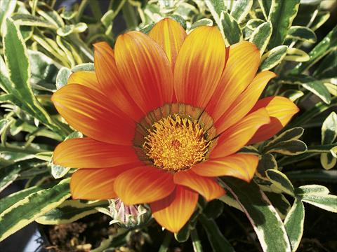 Photo de variété de fleurs à utiliser comme: Patio, Plante à massif Gazania splendens Tiger Eye