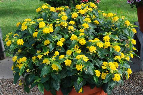 Photo de variété de fleurs à utiliser comme: Patio, Plante à massif Lantana camara TOP Calippo Gold