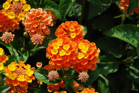 Photo de variété de fleurs à utiliser comme: Pot, Plante à massif, patio Lantana camara TOP Calippo Mandarin
