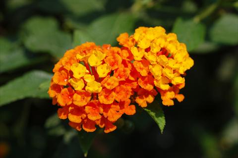 Photo de variété de fleurs à utiliser comme: Patio, Plante à massif Lantana camara TOP Calippo Orange