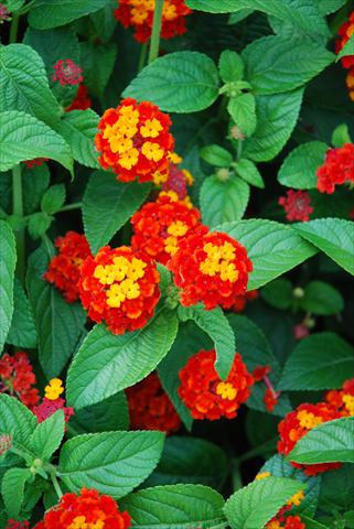 Photo de variété de fleurs à utiliser comme: Pot, Plante à massif, patio Lantana camara TOP Mini Red