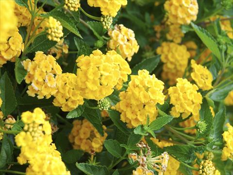 Photo de variété de fleurs à utiliser comme: Pot, Plante à massif, patio Lantana camara TOP Mini Yellow