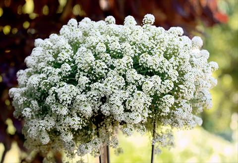 Photo de variété de fleurs à utiliser comme: Patio, pot Lobularia maritima Snow Princess