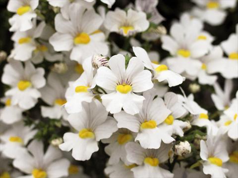 Photo de variété de fleurs à utiliser comme: Patio, pot Nemesia Sunsatia™ Anona