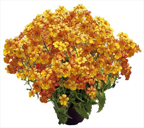 Photo de variété de fleurs à utiliser comme: Patio, pot Nemesia Sunsatia™ Kumquat