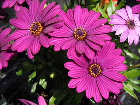 Photo de variété de fleurs à utiliser comme: Pot, Plante à massif, patio Osteospermum Springstar™ Magenta
