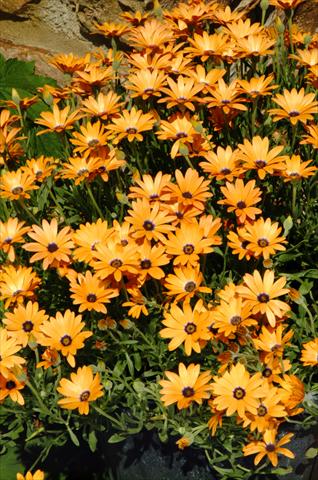Photo de variété de fleurs à utiliser comme: Pot, Plante à massif, patio Osteospermum Symphony Orange
