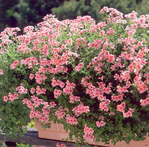 Photo de variété de fleurs à utiliser comme: Patio, Plante à massif Pelargonium crispum pac® Angeleyes® Orange