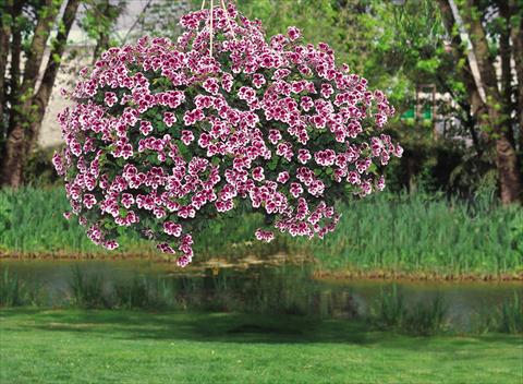 Photo de variété de fleurs à utiliser comme: Patio, Plante à massif Pelargonium crispum pac® Angeleyes® Randy