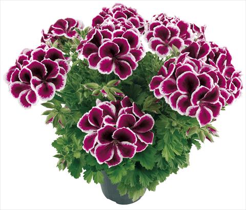 Photo de variété de fleurs à utiliser comme: Pot Pelargonium grandiflorum Compact Moritz Top