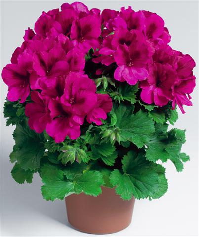 Photo de variété de fleurs à utiliser comme: Pot Pelargonium grandiflorum Compact pac® Aristo® Burgundy