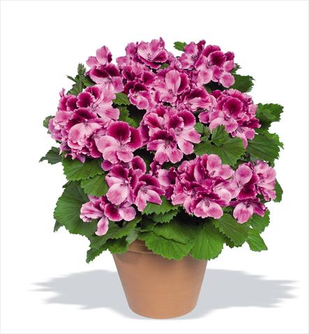 Photo de variété de fleurs à utiliser comme: Pot Pelargonium grandiflorum Compact pac® Aristo® Candy