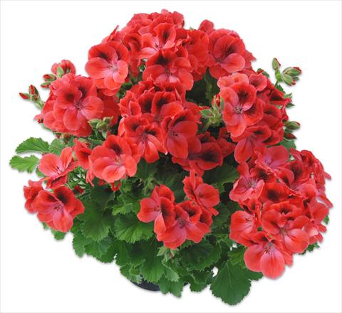 Photo de variété de fleurs à utiliser comme: Pot Pelargonium grandiflorum Compact pac® Aristo® Claret