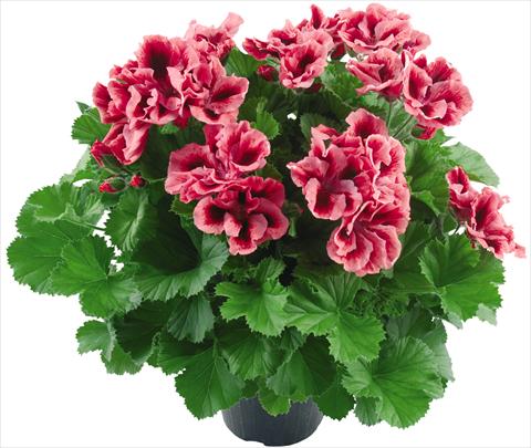 Photo de variété de fleurs à utiliser comme: Pot Pelargonium grandiflorum Compact Vicky Top