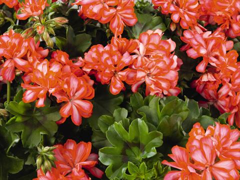 Photo de variété de fleurs à utiliser comme: Patio, pot Pelargonium peltatum Compact Gen® Lollipop Mandarin